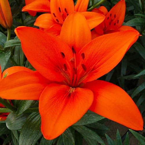 Lilie (Lilium) Orange Summer - online bestellen direkt aus Holland