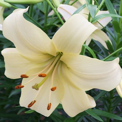 Lilie (Lilium) Pearl White - online bestellen direkt aus Holland