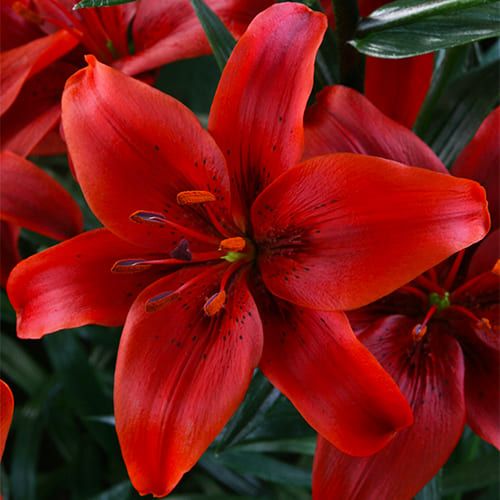 Lily (Lilium) Red County