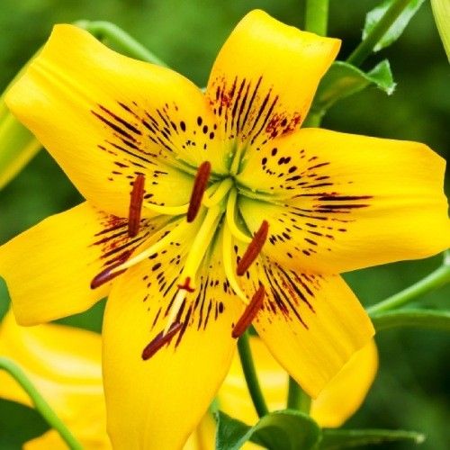 Lilie (Lilium) Yellow Bruse - online bestellen direkt aus Holland