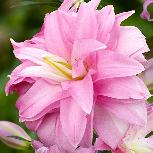 Lilie (Lilium) Lotus Breeze - online bestellen direkt aus Holland