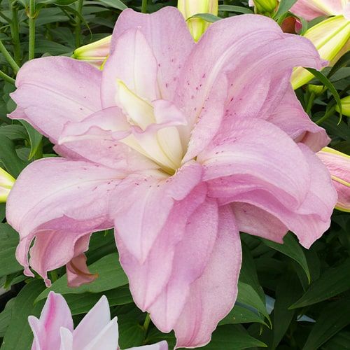 Lily (lilium) Lotus Spring - online bestellen direkt aus Holland