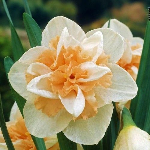 Narcissus (Daffodil) Delnashaugh