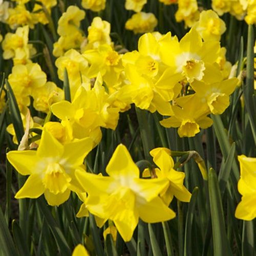 Narcissus (Daffodil) Pipit - online bestellen direkt aus Holland