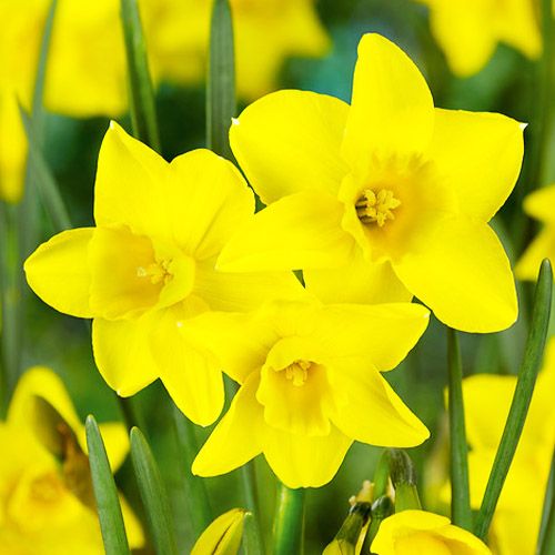 Narcissus (Daffodil) Baby Boomer - online bestellen direkt aus Holland