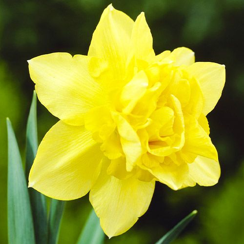 Narcissus (Daffodil) Dick Wilden