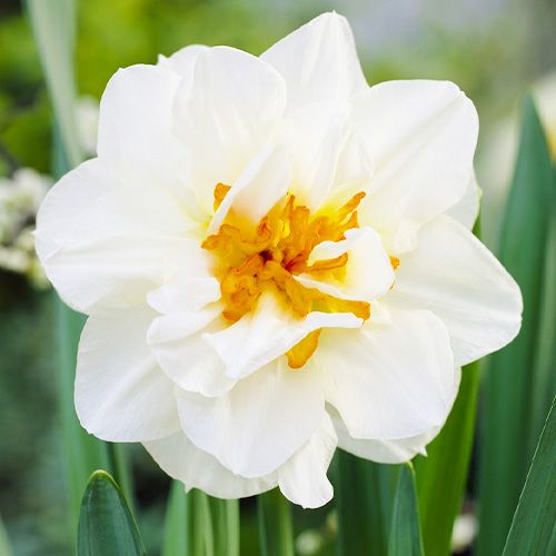 Narcissus (Daffodil) Flower Drift