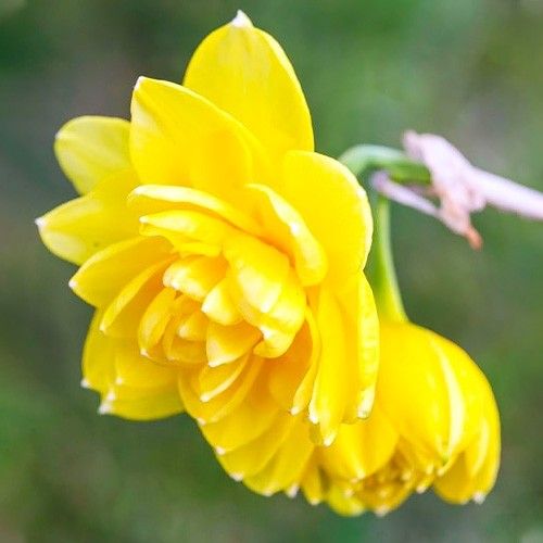 Narcissus (Daffodil) Pencrebar