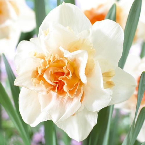 Narcissus (Daffodil) Replete
