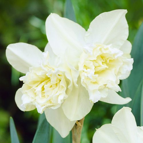 Narcissus (Daffodil) White Marvel