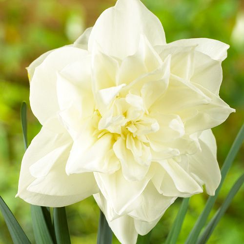 Narcissus (Daffodil) White Medal