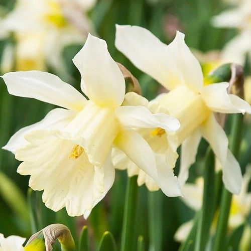 Narcissus (Daffodil) W.P. Milner