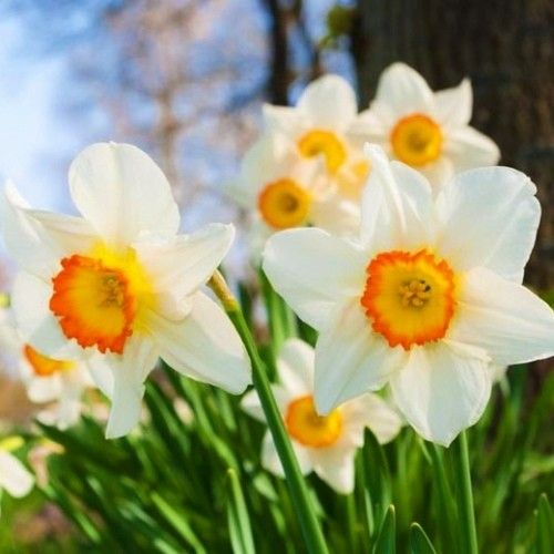 Narcissus (Daffodil) Roulette