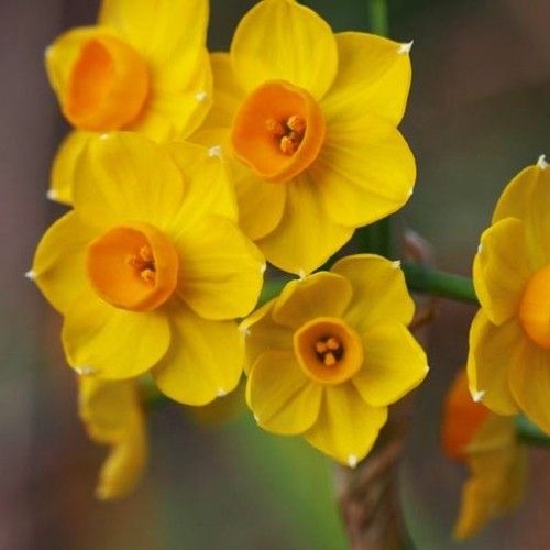 Narcissus (Daffodil) tazetta Grand Soleil d'Or