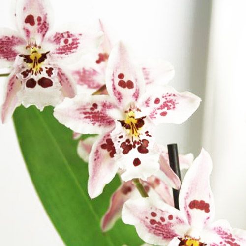 Odontoglossum (Orchid) Pink spot