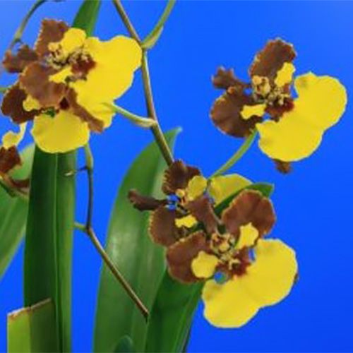 Oncidium (Orchid) Rainer