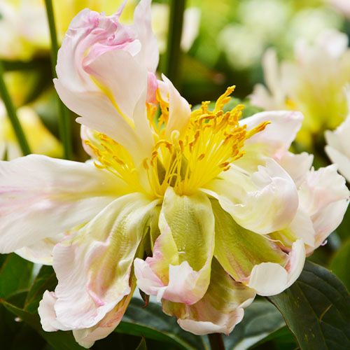 Pfingstrose Green Lotus (Herbaceous) - online bestellen direkt aus Holland