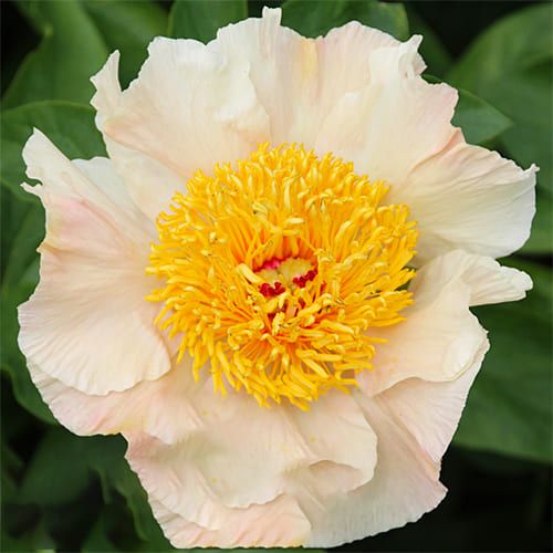 Peony Sunny Day (Herbaceous)