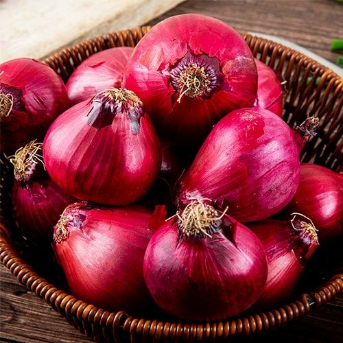 Planting Onions Red Baron (Red 500 grams) - online bestellen direkt aus Holland