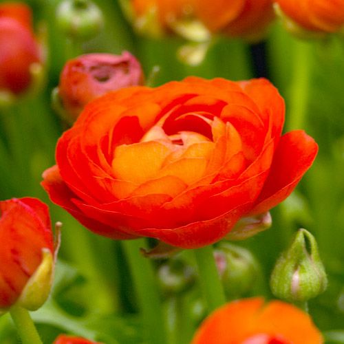 Ranunculus Aviv Orange - online bestellen direkt aus Holland