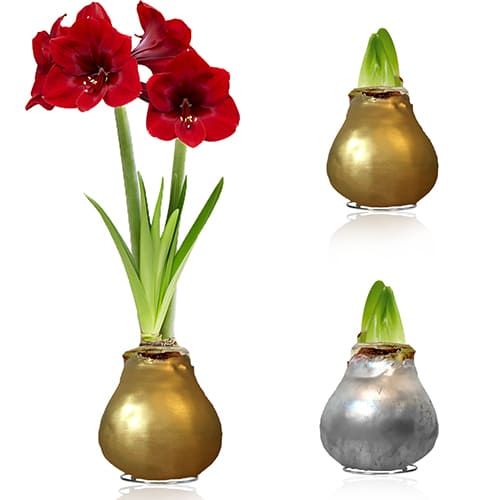 Silver + Gold Wax Amaryllis Bulb in Wax Collection