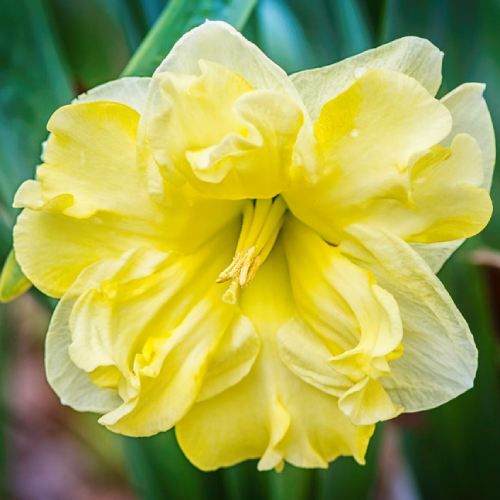 Narcissus (Daffodil) Sunny Side Up - online bestellen direkt aus Holland