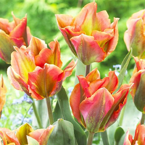 Tulip Artist - online bestellen direkt aus Holland