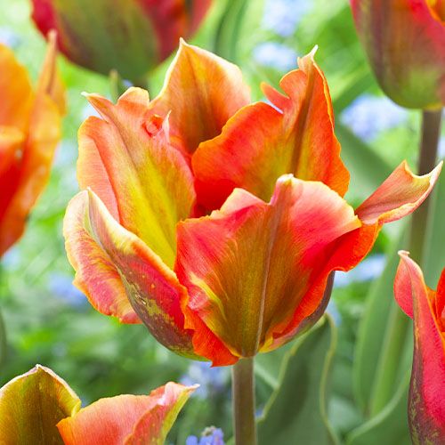 Tulip Artist - online bestellen direkt aus Holland