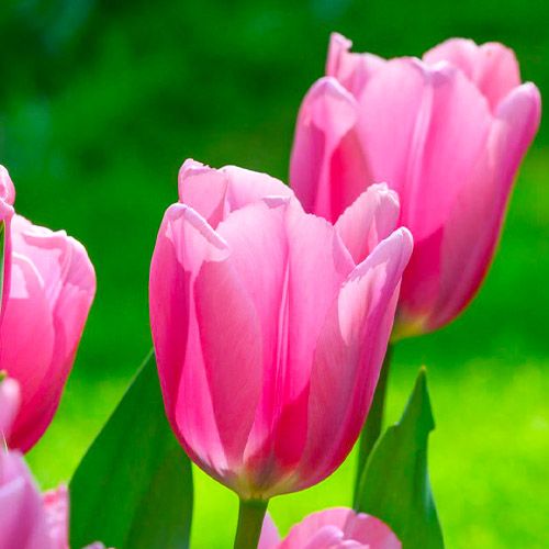 Tulip Big Love - online bestellen direkt aus Holland