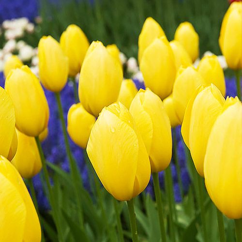 Tulip Big Smile - online bestellen direkt aus Holland