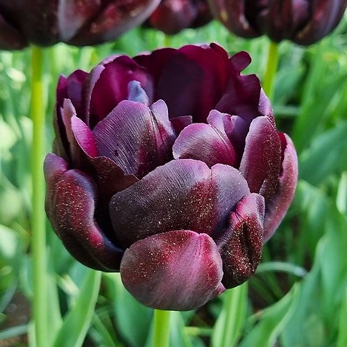 Tulip Black Hero - online bestellen direkt aus Holland