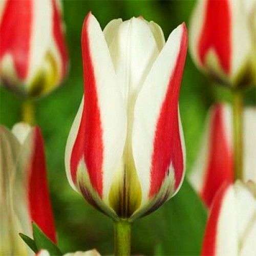Tulip Border Legend - online bestellen direkt aus Holland