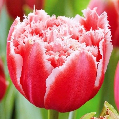 Tulip Brest - online bestellen direkt aus Holland
