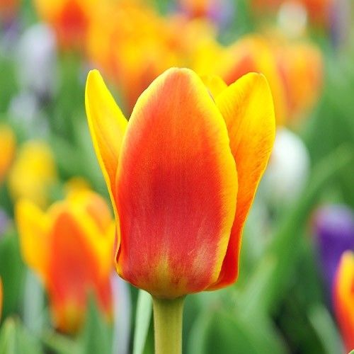 Tulip Cape Cod - online bestellen direkt aus Holland