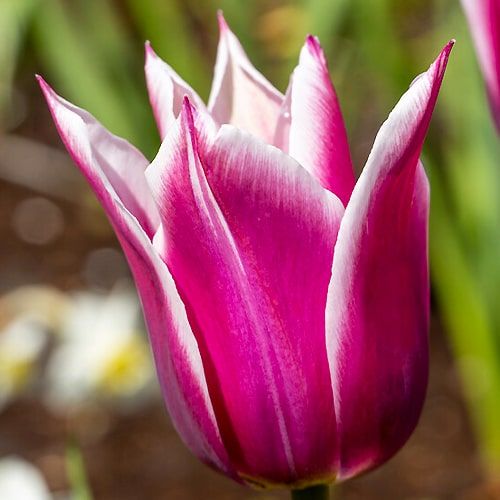 Tulip Claudia - online bestellen direkt aus Holland