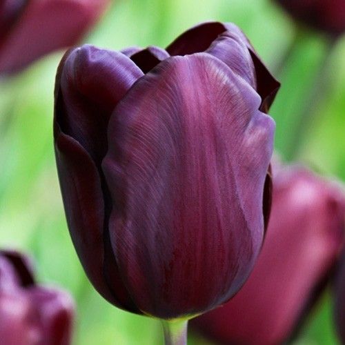 Tulip Continental - online bestellen direkt aus Holland