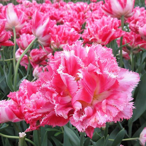 Tulip Crispion Sweet - online bestellen direkt aus Holland