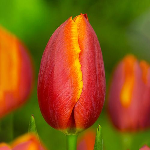 Tulip Dafeng - online bestellen direkt aus Holland