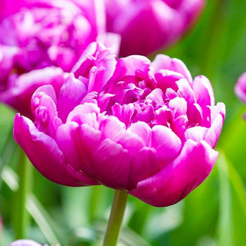 Tulip Double Flag - online bestellen direkt aus Holland