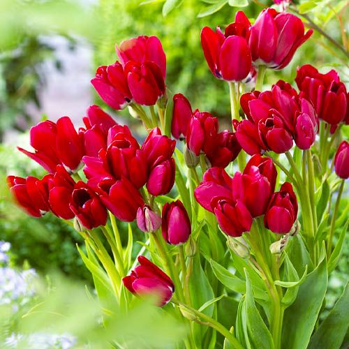 Tulip Fiery Club - online bestellen direkt aus Holland