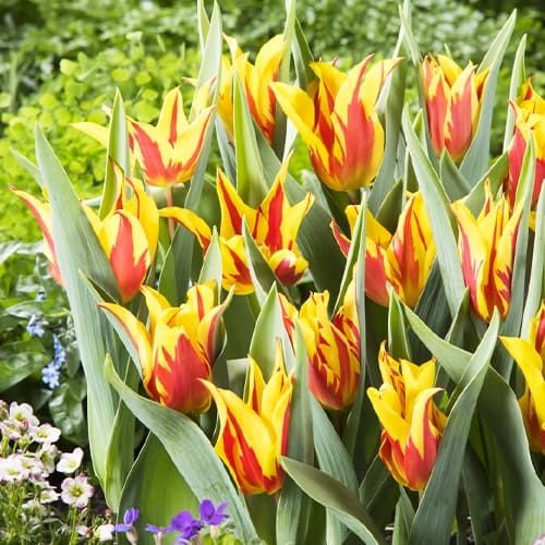 Tulip Firework - online bestellen direkt aus Holland