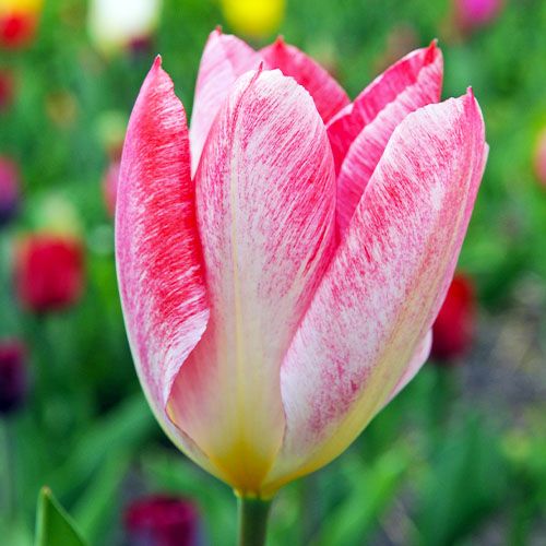 Tulip Flaming Purissima - online bestellen direkt aus Holland