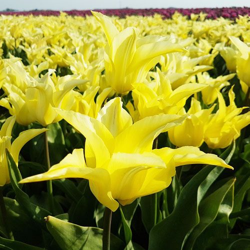 Tulip Florijn Chic - online bestellen direkt aus Holland