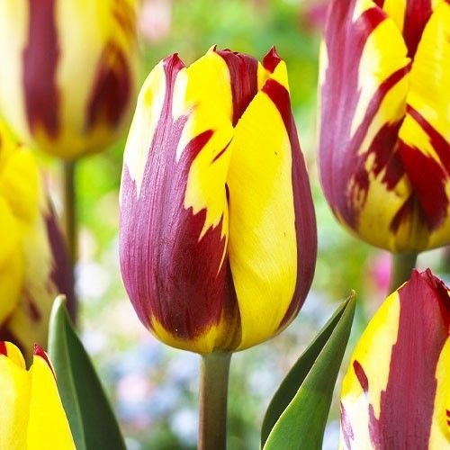 Tulip Helmar - online bestellen direkt aus Holland