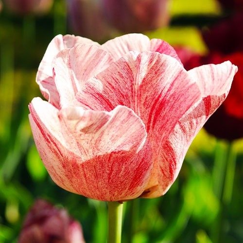 Tulip Hemisphere - online bestellen direkt aus Holland
