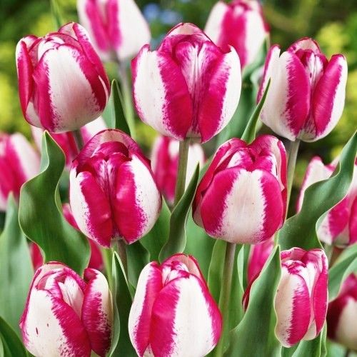 Tulip Hotpants - online bestellen direkt aus Holland