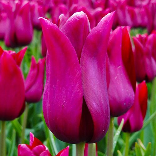 Tulip Merlot - online bestellen direkt aus Holland