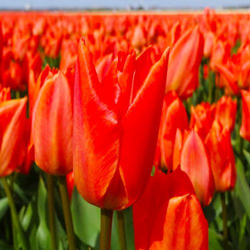 Tulip Orange Brilliant - online bestellen direkt aus Holland