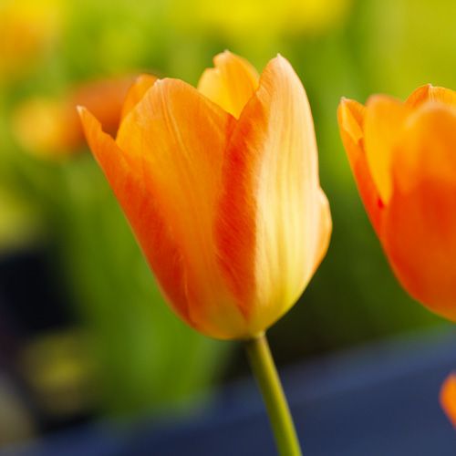 Tulip Orange Emperor - online bestellen direkt aus Holland