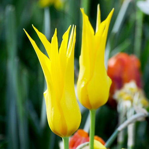 Tulip Schiedam - online bestellen direkt aus Holland